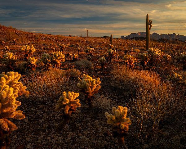 Jaynes Gallery 아티스트의 USA-Arizona-Kofa National Wildlife Area-Mountain and desert landscape at sunrise작품입니다.